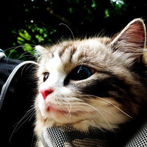 Meet your Posher, Jing